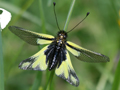 Libelloides coccajus